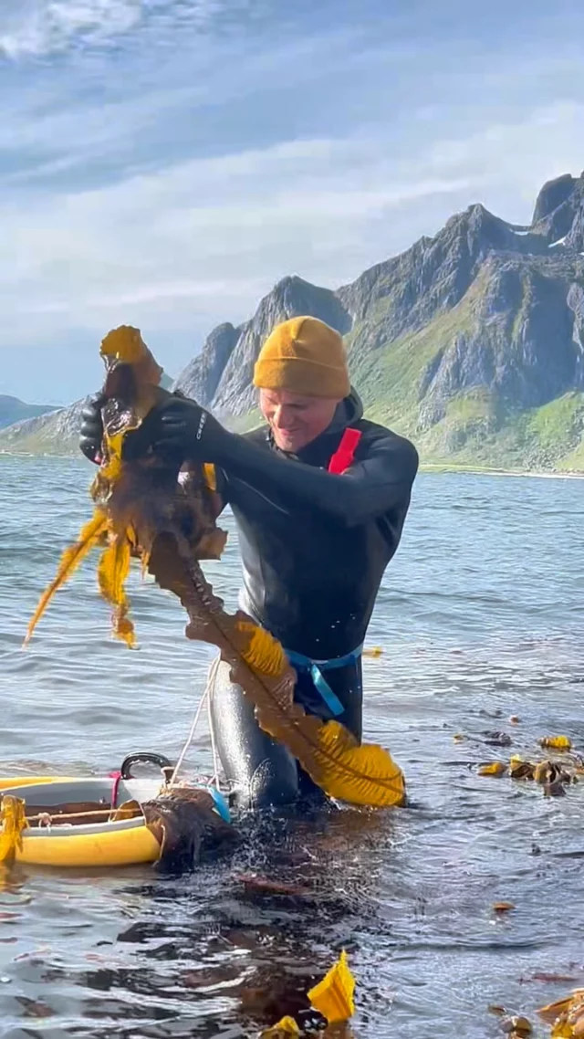 From sunshine to snow, our harvesting team has been in the ocean through it all 🌦️🌤️🌨️🌊

The seaweed season has come to an end, and we’re already missing these incredible hands and hearts that made it all possible. 
Tons of seaweed, all harvested by hand - with care, strength, and passion. We couldn’t have done it without you. Thank you for an unforgettable season 💚

#lofotenseaweed #seaweedharvest #handharvested #seasonalwork #teamwork #arcticlife
