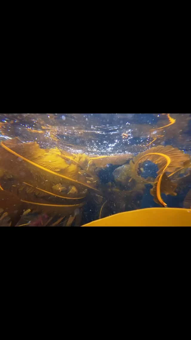 🌿 GIVEAWAY 🌿 We’ve been busy hand-harvesting wakame all season.. But can you guess how many tons we brought in? 🌿⚓️

Leave your guess in the comment! The closest guess wins a tasty Lofoten Seaweed price pack 🏆

Think you know the answer? Dive in and guess away! 

To join you need to follow us on Instagram and comment your answer below 👇🏻
The winner will be announced on the 31th of August!