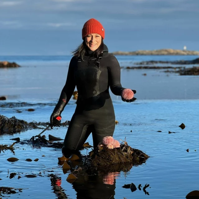 Sea urchins might be small, but in big numbers they’re a real problem for our oceans 🦔🌊⁠
Without natural predators, they explode in population and overgraze the seafloor, leaving behind so-called urchin barrens: bare rock where lush seaweed forests once thrived.⁠
⁠
These forests are home to fish, shellfish, seabirds, and marine mammals. When they disappear, entire ecosystems are at risk.⁠
⁠
The good news? You can help!⁠
🍽️ Eat the roe (uni) it’s a delicacy and a delicious way to support balance in the ocean.⁠
🎨 Use the shells, their colourful little helmets are perfect for natural décor.⁠
⁠
Tasty. Beautiful. Impactful.⁠
Let’s put sea urchins to better use 💚⁠
⁠
#lofotenseaweed #saveourseaweed #eattheseaurchins #sustainableoceans #fromproblemtopurpose #oceanlove⁠