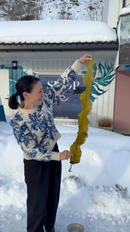 Our Sugar Kelp Rolls, harvested in Lofoten and carefully dried to bring pure ocean flavour into professional kitchens and restaurants.

Simply soak this ocean vegetable in cold water or blanch briefly before unrolling and using in your dishes.

Available exclusively for chefs and restaurants.

Interested in working with us? Get in touch 💙