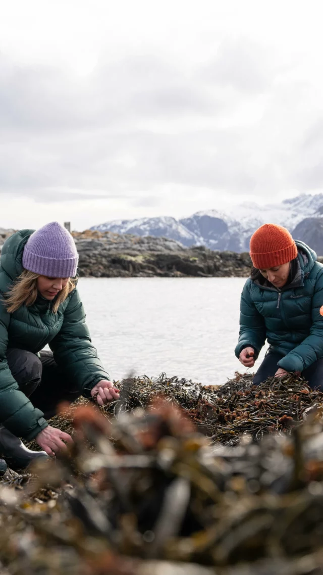 What does it mean to build something as women, in a world that still isn’t fully equal? On International Women’s Day, we celebrate how far we’ve come, while also recognising how far we still have to go. At Lofoten Seaweed, we’re proud to be founded by women and powered by an incredible team of women. Here’s to more equality, more opportunities, and more women daring to go for it. Celebrate the women around you today. 

#InternationalWomensDay #lofotenseaweed 
📸 @ampersandstudiosco