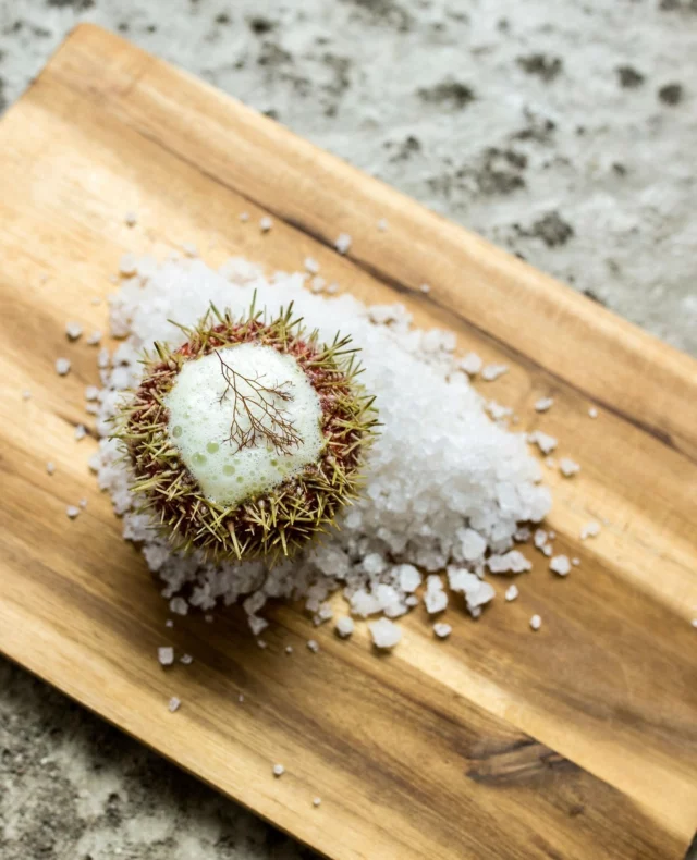 Have you ever tried the delicacy sea urchin? 🦔🍽️⁠
You will often find it in fine dining restaurants… but honestly, it deserves a spot on a cosy Saturday dinner table at home too.⁠
⁠
Here is why: when there are too many urchins, they can clear out kelp forests like tiny underwater lawnmowers. And kelp forests are everything to a healthy coastline - they help produce oxygen, store carbon, and they are home to so much marine life.⁠
⁠
For us at Lofoten Seaweed, healthy kelp forests are not just “nature”. They are the foundation of our work, and part of what makes the coast here in Lofoten so alive and special.⁠
⁠
So yes, this is your friendly weekend suggestion: eat the urchins 😄🌊⁠
Have you tried sea urchin before, or is it still on your list?